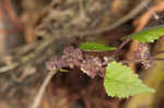 Hairy crabweed <BR>Clammyweed